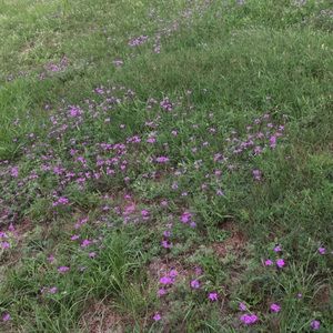 Meet your Posher, Caitlyn